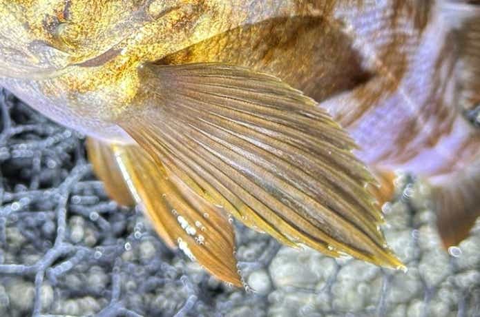 メバルの胸鰭軟条数