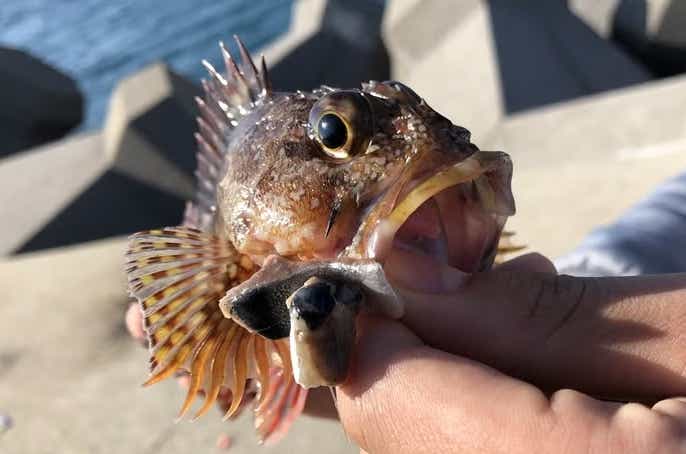 穴釣りで釣れたカサゴ