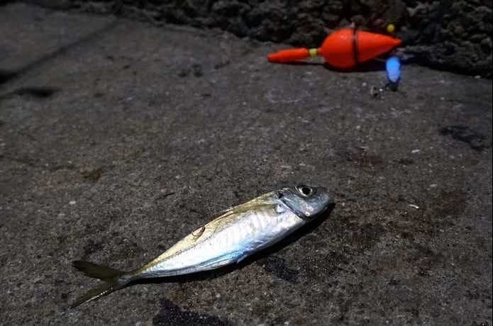 ウキを使った投げサビキ