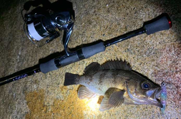 プラグで釣ったメバル