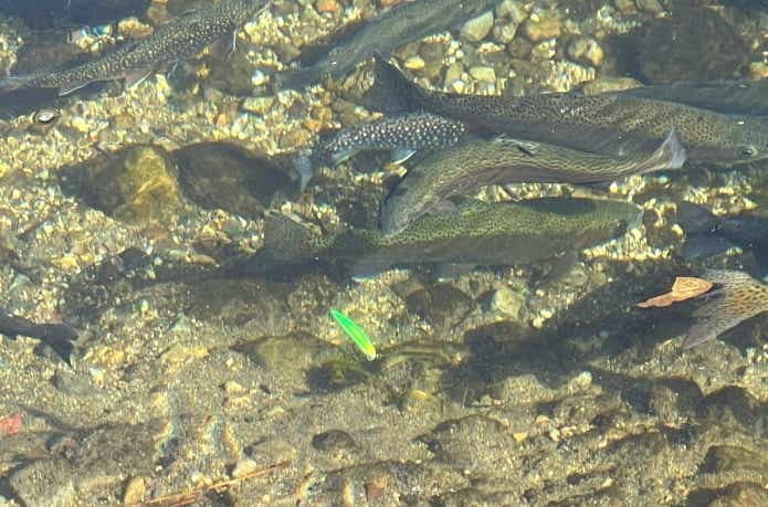 魚のチェイス