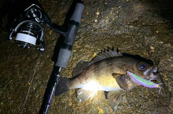 メバリングで釣ったメバル