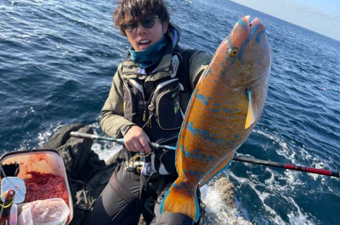 ヒブダイの釣果