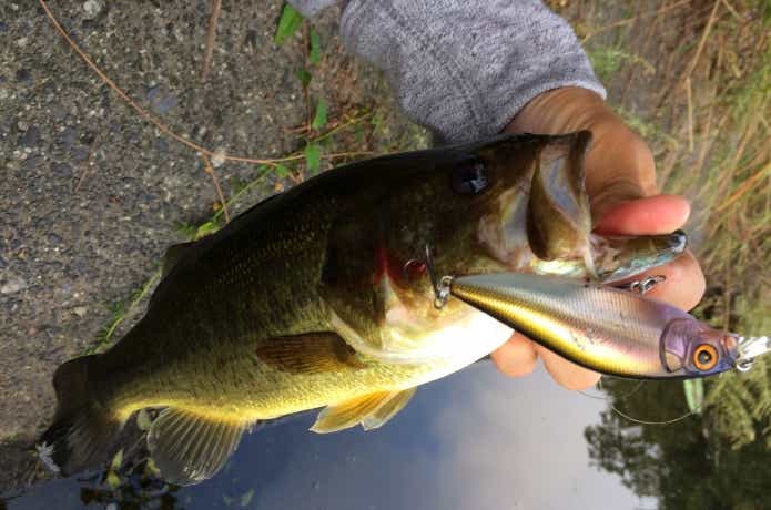 メガバス ワンテン ワンテンJr. フラップスラップLBO GPクラックスポーン メガバス FLAP SLAP LBO (フラップスラップ LBO) シースルー