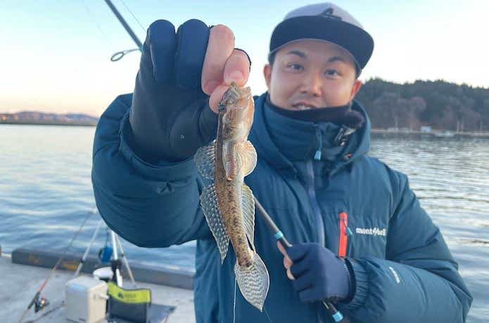 ささめ針  ボウズのがれ ライトゲームで釣れたマハゼ