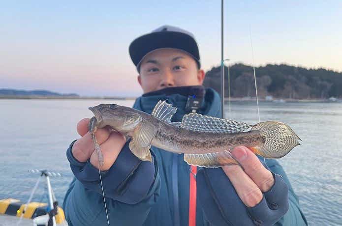 ささめ針  ボウズのがれ ライトゲームで釣れたマハゼ