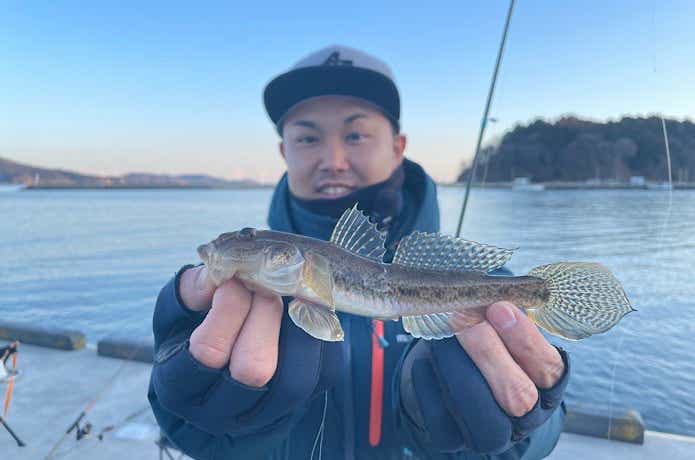 ささめ針  ボウズのがれ ライトゲームで釣れたマハゼ