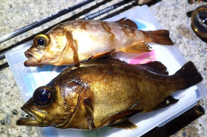 GWはメバル釣りの好シーズン