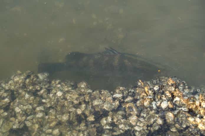 足元の魚