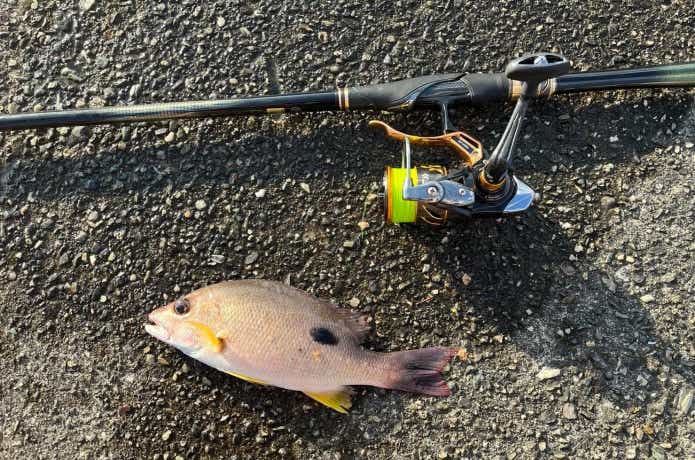 フカセ釣りの釣果