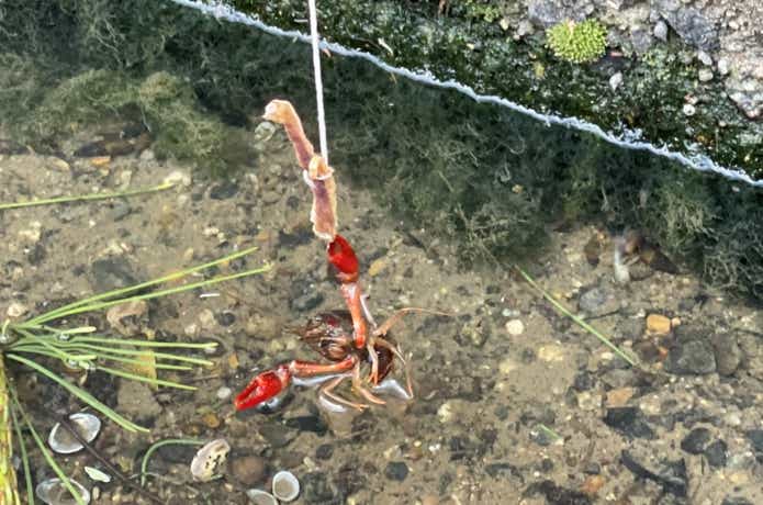 GWのザリガニ釣り