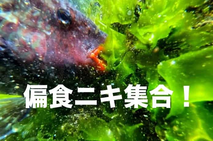 ソレしか食べないの！？偏食する面白い魚たち