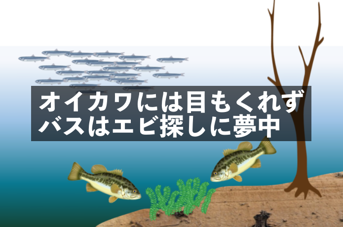エビに夢中なバス
