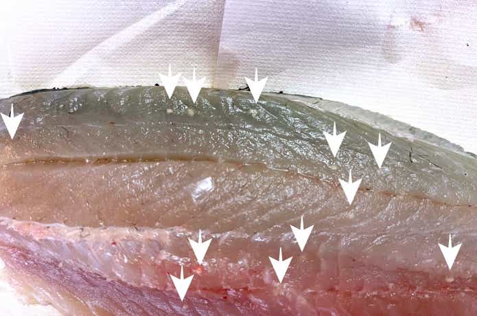 ヒラメに寄生したクドア