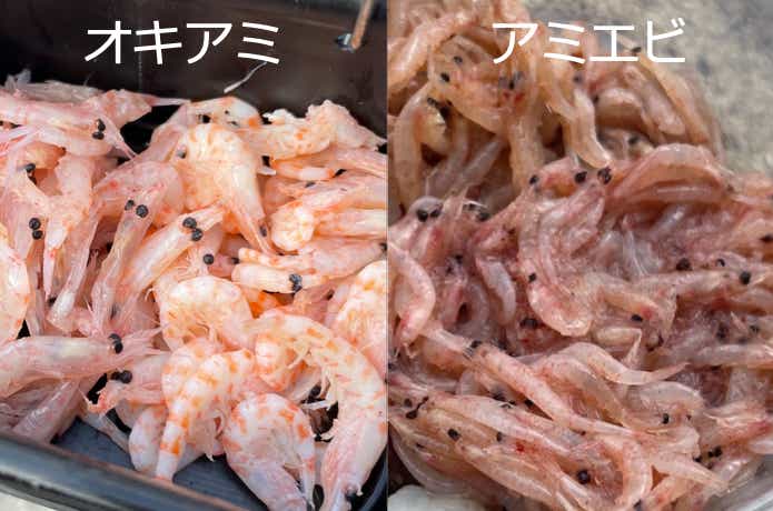 オキアミとアミエビ