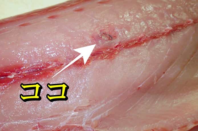 ブリ線虫が寄生した箇所