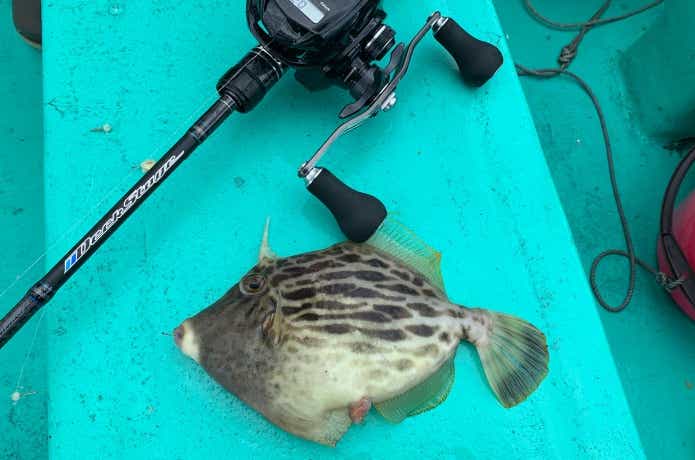 カワハギ