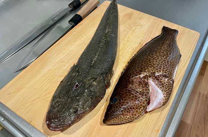 オオモンハタとマゴチ