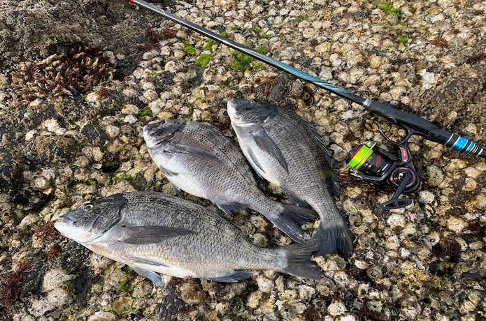 磯で釣れたノッコミチヌ