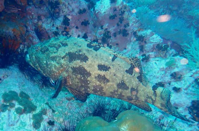 シガテラ毒を持つアカマダラハタ