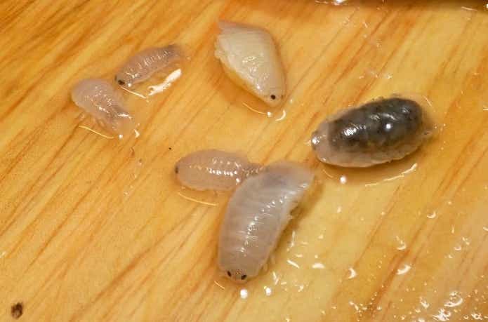 ウオノエの写真