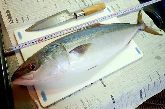 ブリに寄生するブリ糸状虫