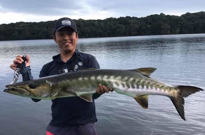 シガテラ毒を持つオニカマス