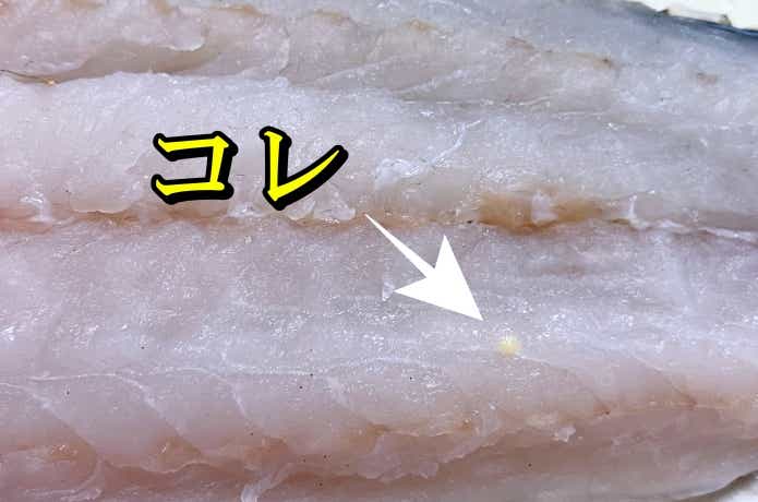 ヒラスズキに寄生したクドア
