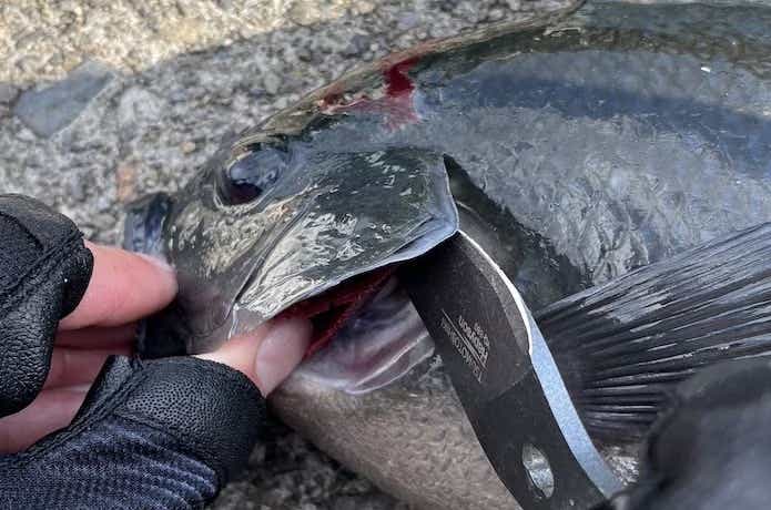 ナイフで血抜き