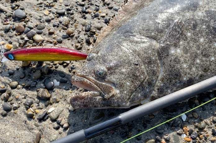 ミノーの釣果