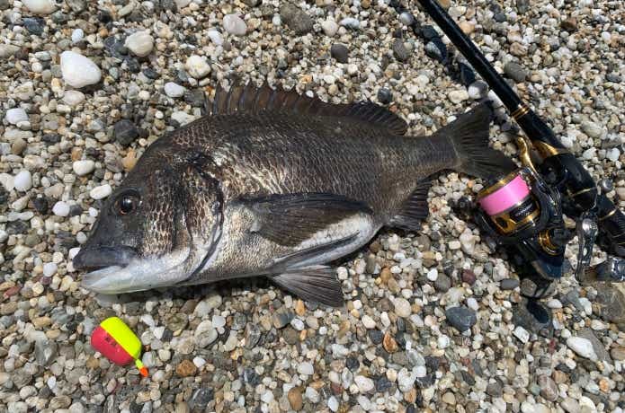 チヌの釣果