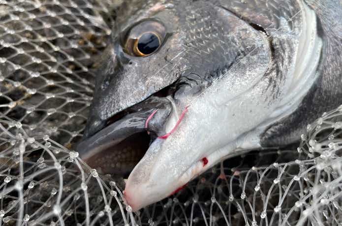 釣り上げたチヌ