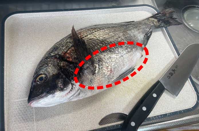 【季節限定】チヌの“アレ”と“アレ”を食べてみた。