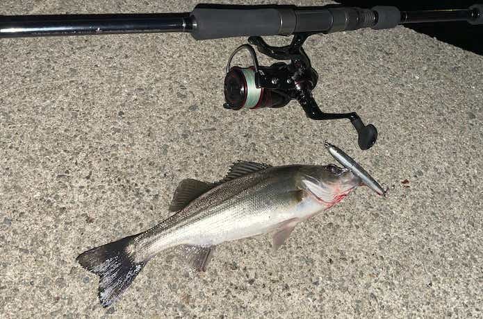 セイゴの釣果