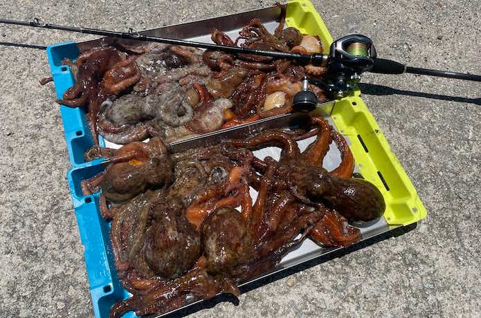 タコの釣果