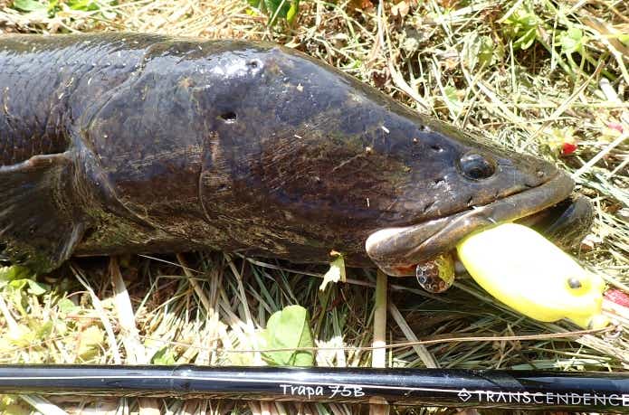 硬い雷魚の顎を貫通させるための専用竿