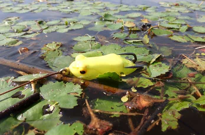 ヒシ藻に浮かぶ雷魚用フロッグ