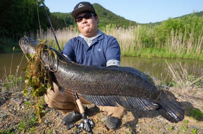 水草が絡まった雷魚