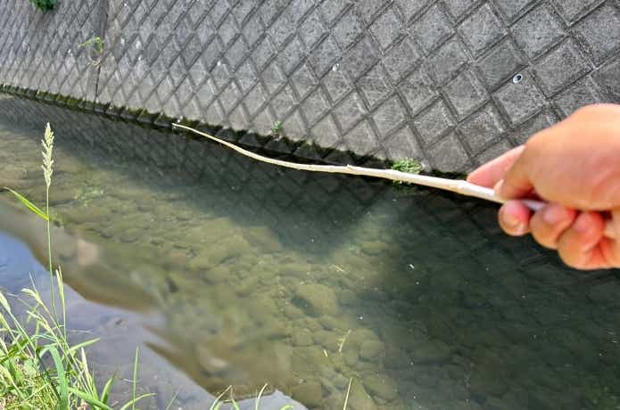 ススキ竿で釣り