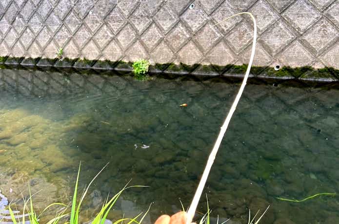 ススキ竿で釣り