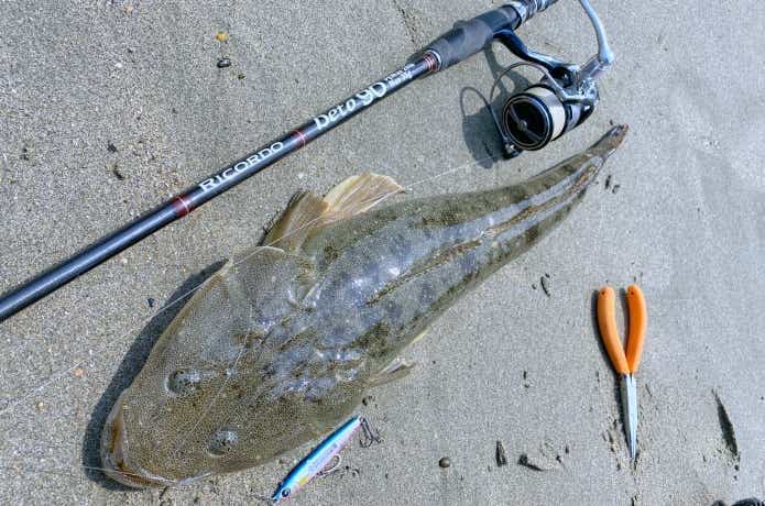 サーフで釣ったマゴチ