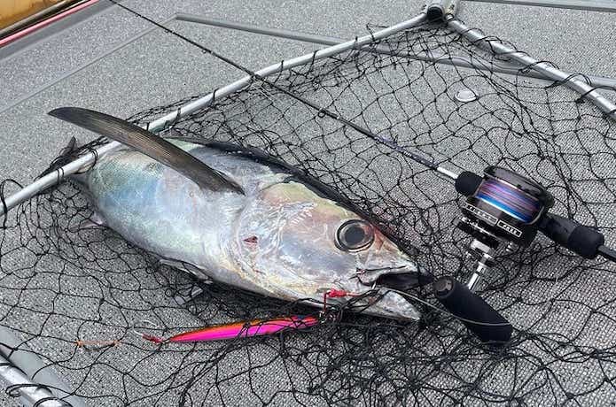 マーフィックスC3で釣ったビンチョウマグロ