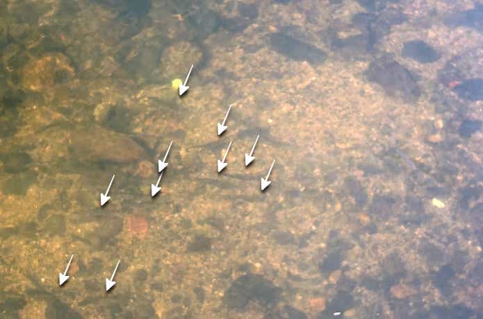 鮎の群れの探し方