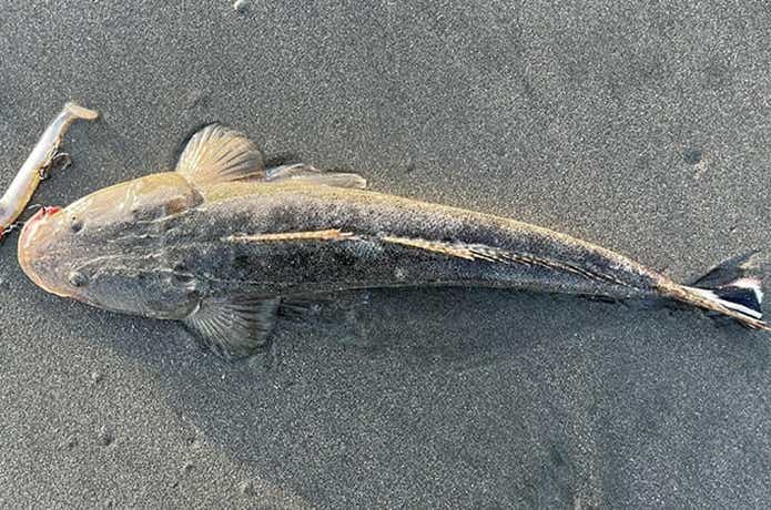 魚