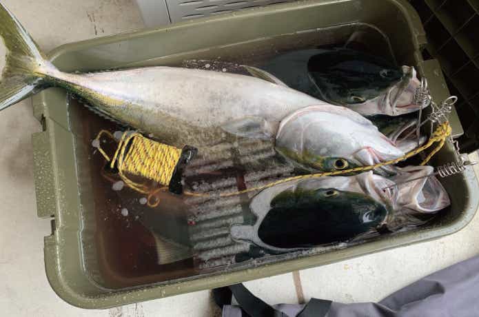 トランクカーゴに入れた魚