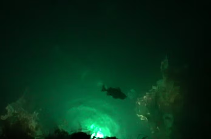 乾電池式高輝度LED水中集魚灯 YF-501