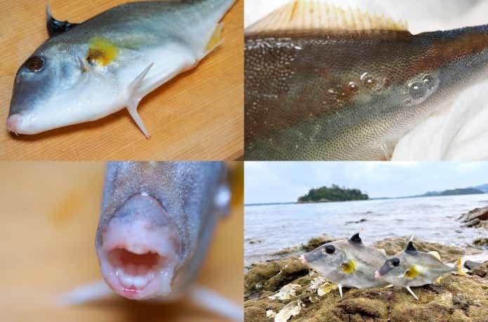 ギマの特徴