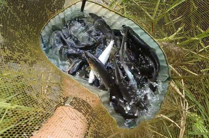 餌が粘るとアユは釣れない