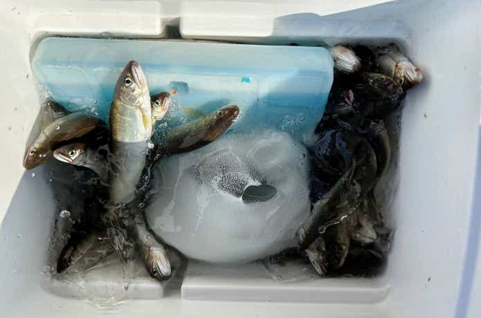 鮎の締め方や持ち帰り方