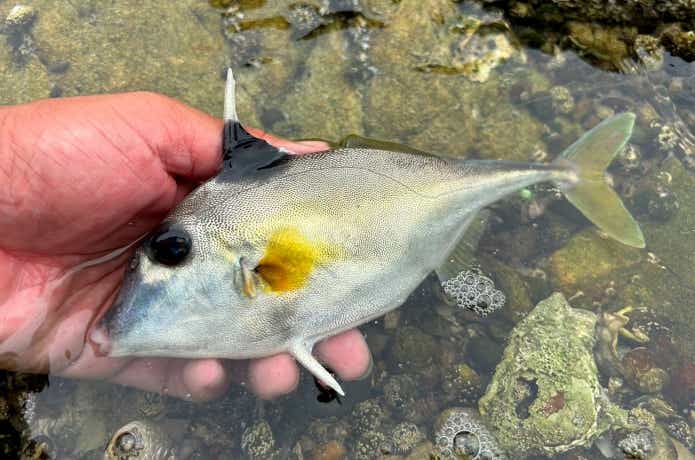 釣れたギマ